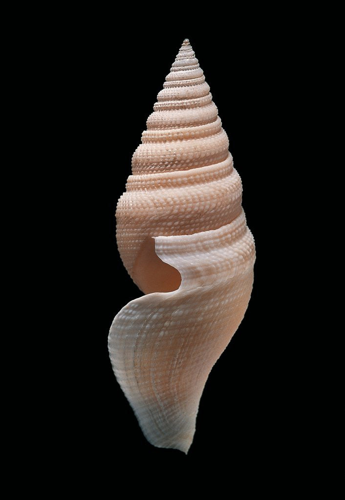 Detail of Bathytoma lühdorfi by Anonymous