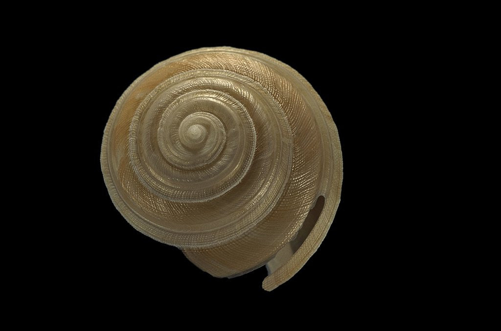 Detail of Bayerotrochus midas by Anonymous