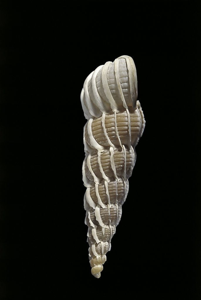 Detail of Boreoscala groenlandica by Anonymous