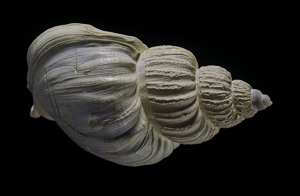 Detail of Buccinum politum by Anonymous