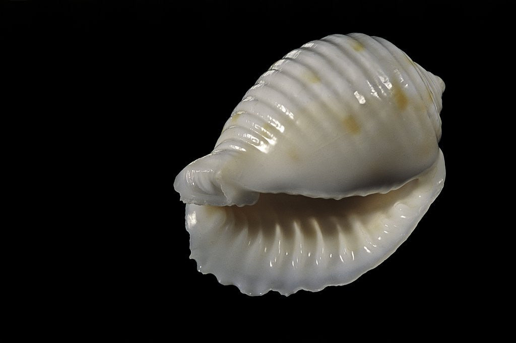 Detail of Bulla ampulla by Anonymous