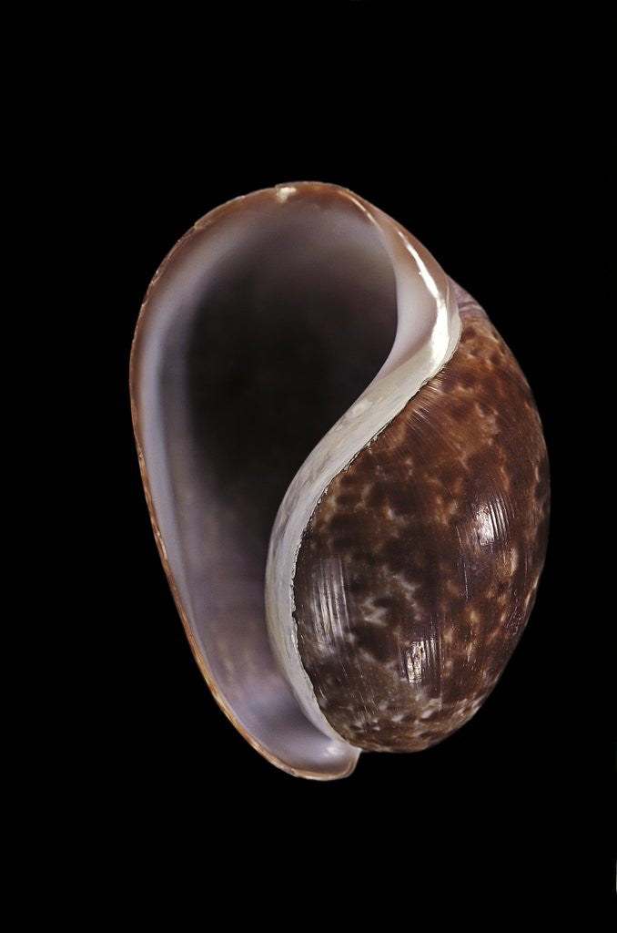 Detail of Bulla mabillei by Anonymous