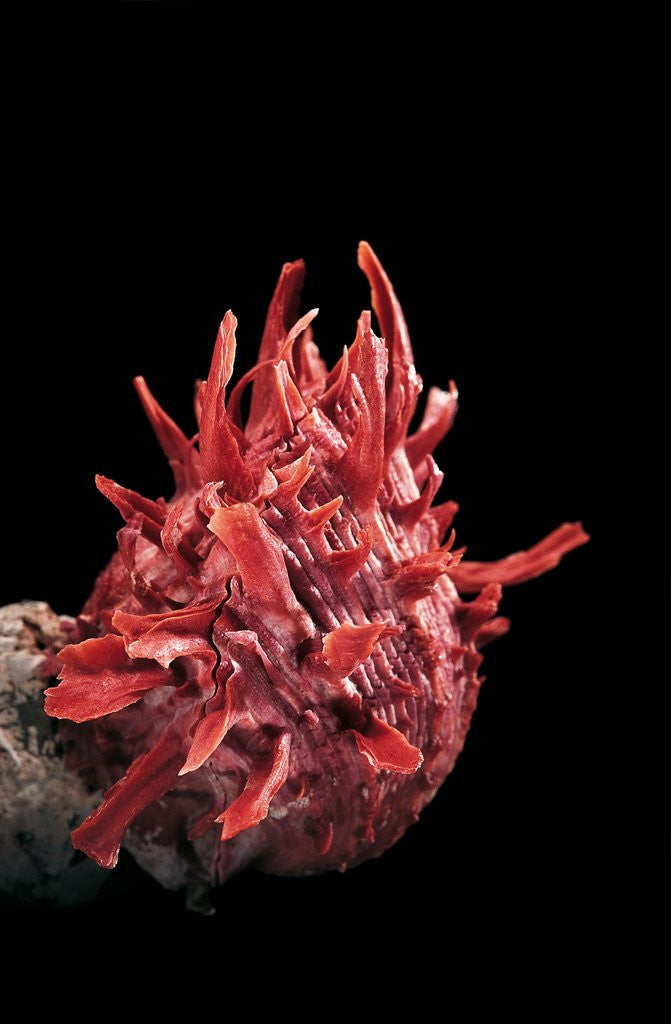 Detail of Spondylus princeps by Anonymous