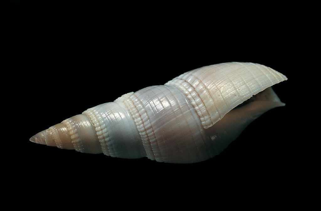 Detail of Bullia sendersi by Anonymous