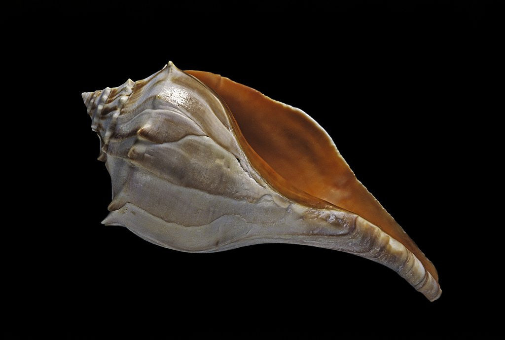 Detail of Busycon carica by Anonymous
