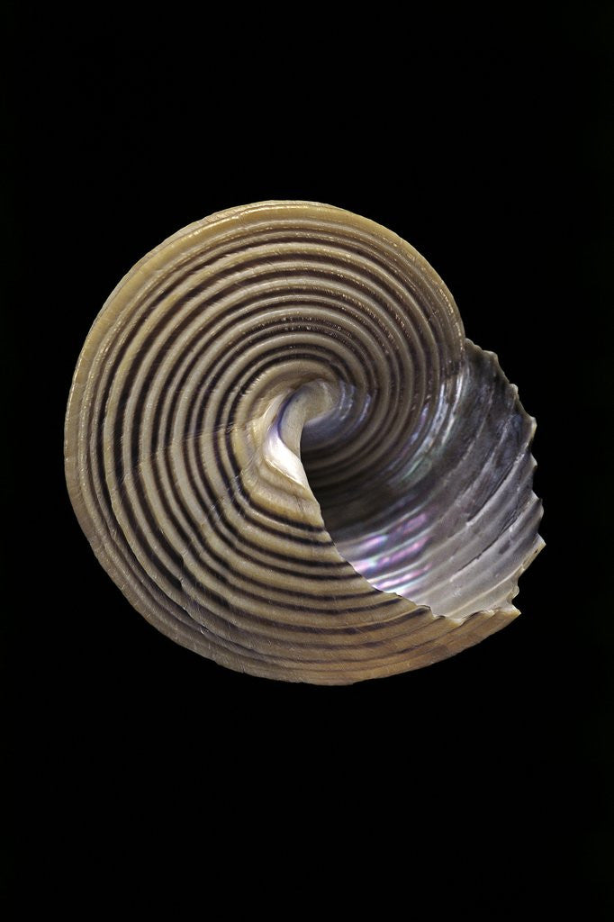 Calliostoma canaliculata by Corbis