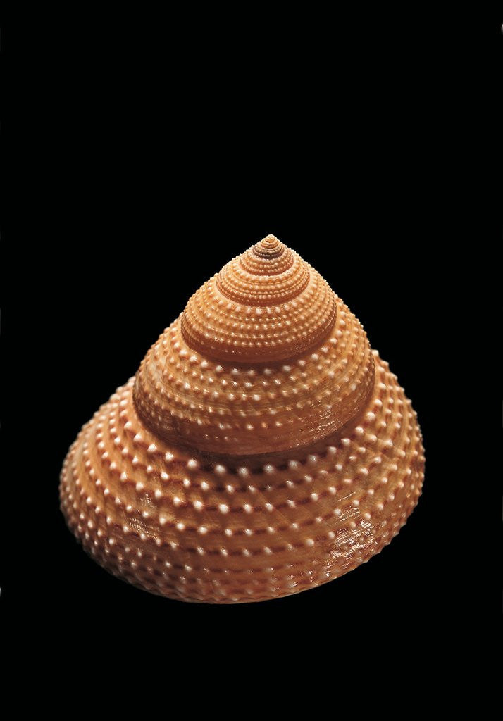 Detail of Calliostoma foveauxana by Anonymous