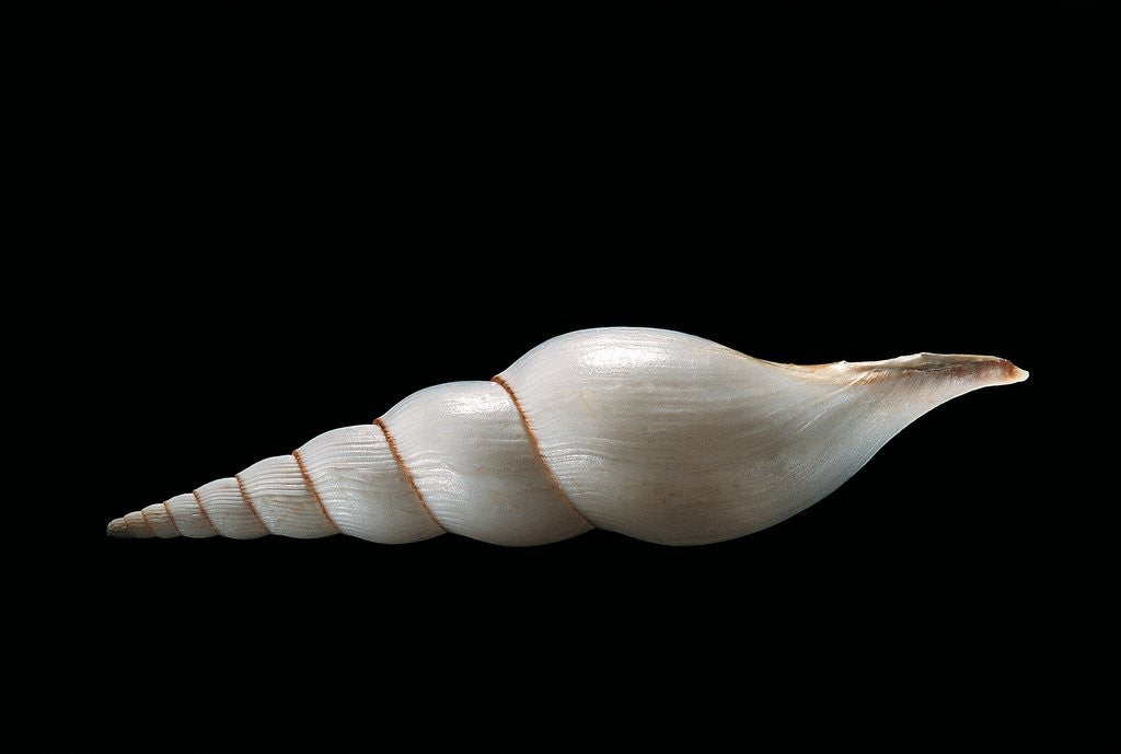 Detail of Calliotectum johnsoni dupreyi by Anonymous