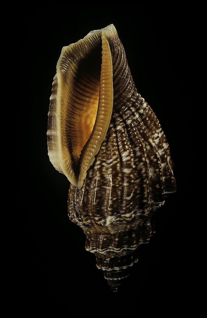 Detail of Canarium labiatum (Strombus labiatus). by Corbis