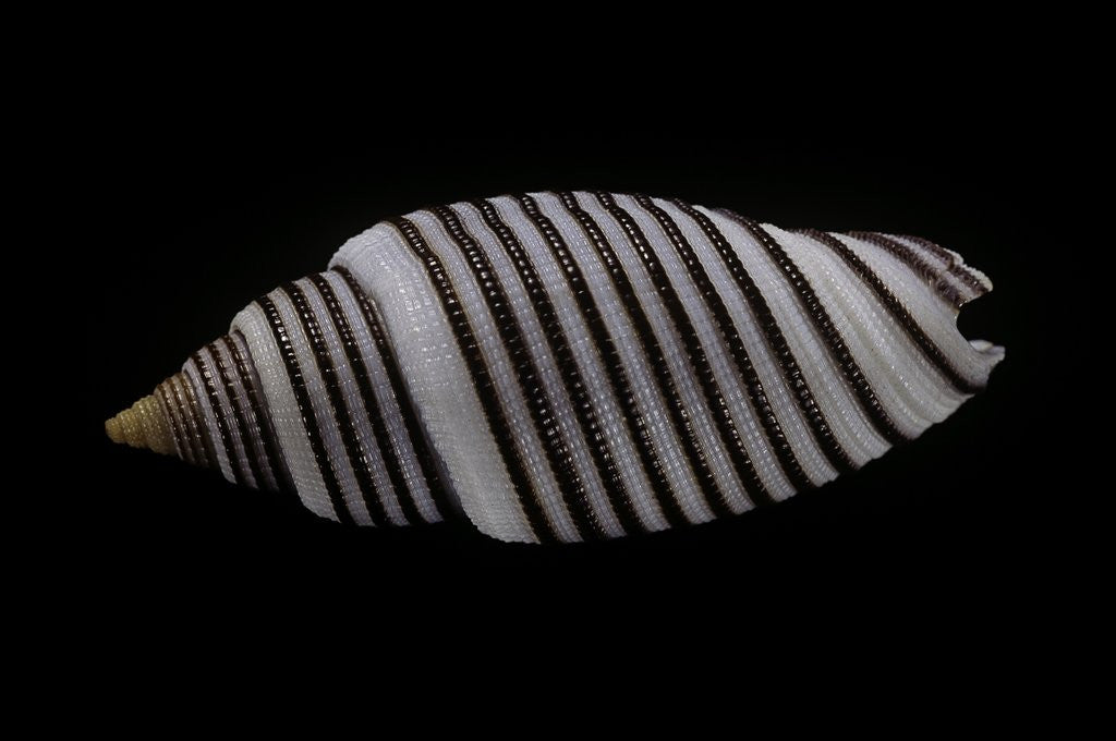Detail of Cancilla filaris by Anonymous