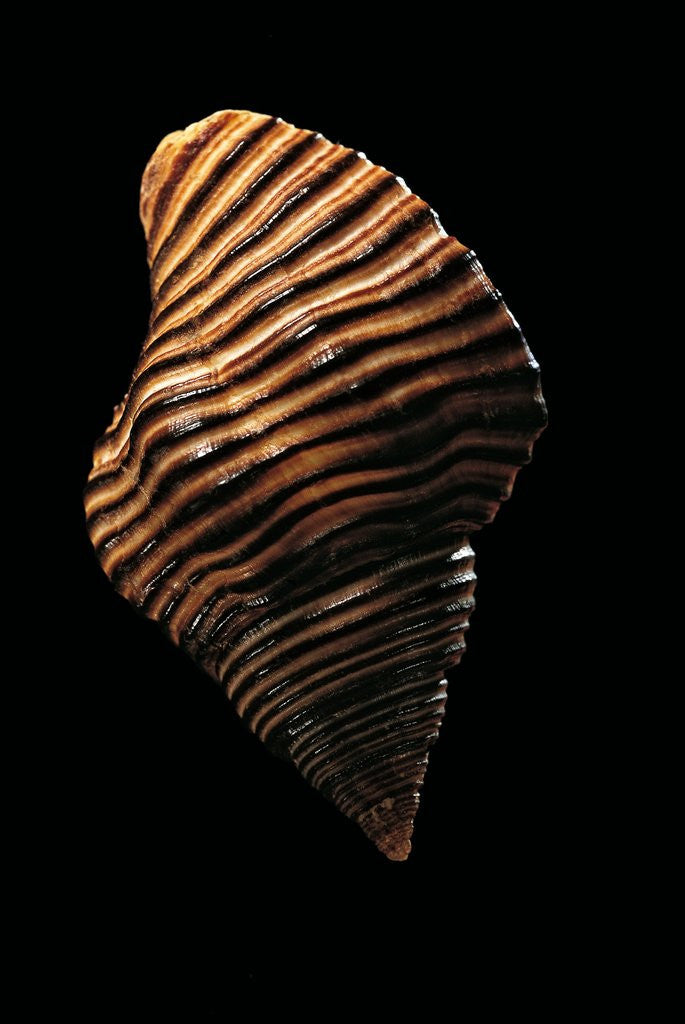 Detail of Cantharus undosus by Anonymous