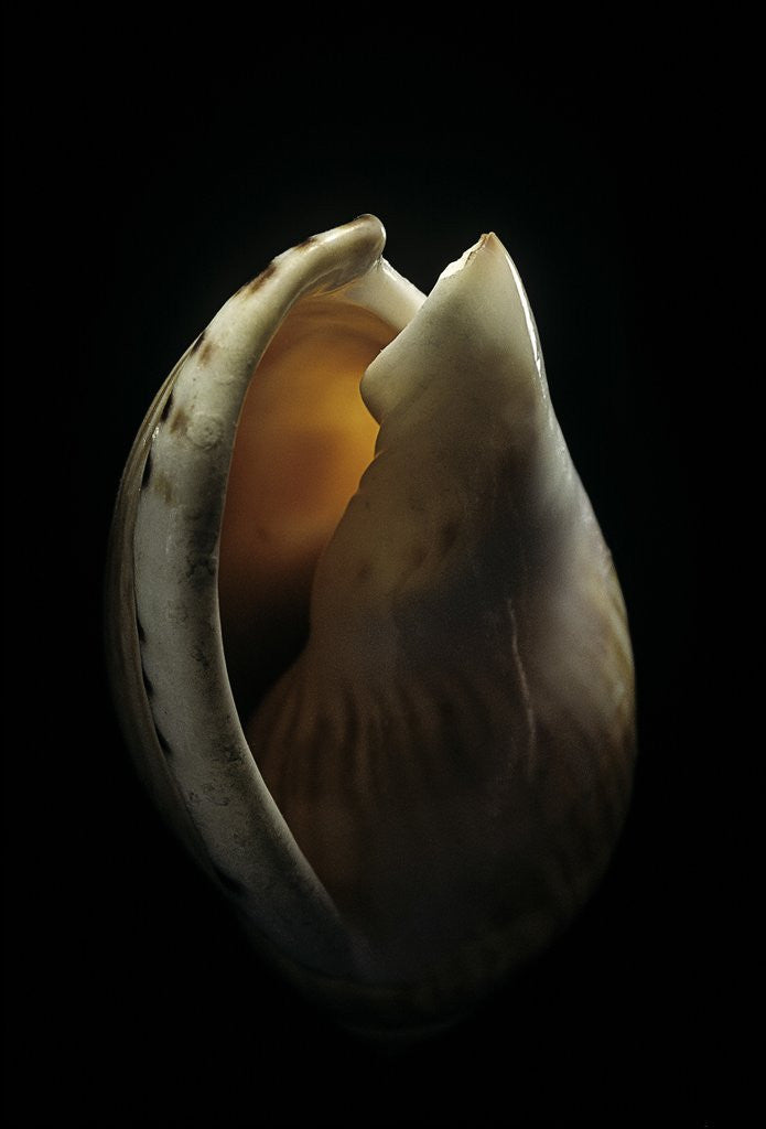 Detail of Casmaria erinaceus kalosmodix by Anonymous