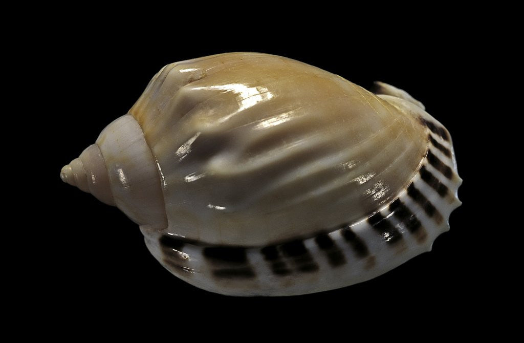 Detail of Casmaria ponderosa by Anonymous