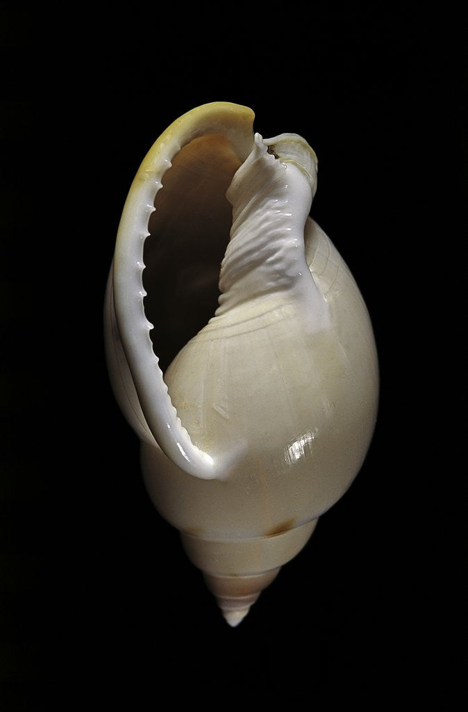Detail of Cassis glabrata by Anonymous