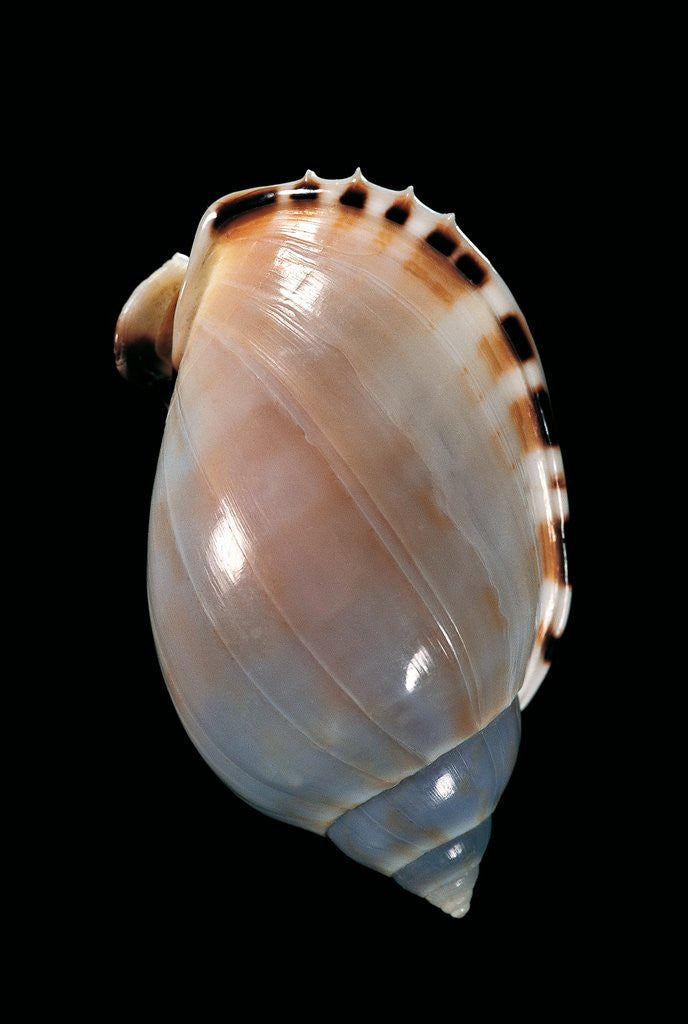 Detail of Cassis vibex by Anonymous