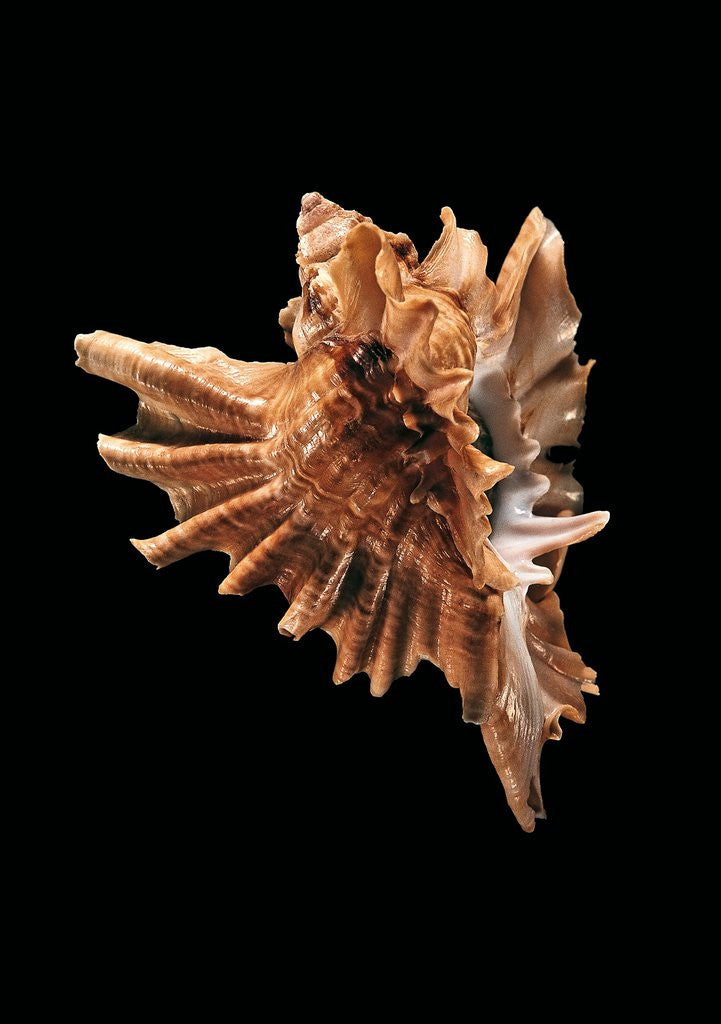 Detail of Ceratostoma burnetti by Anonymous