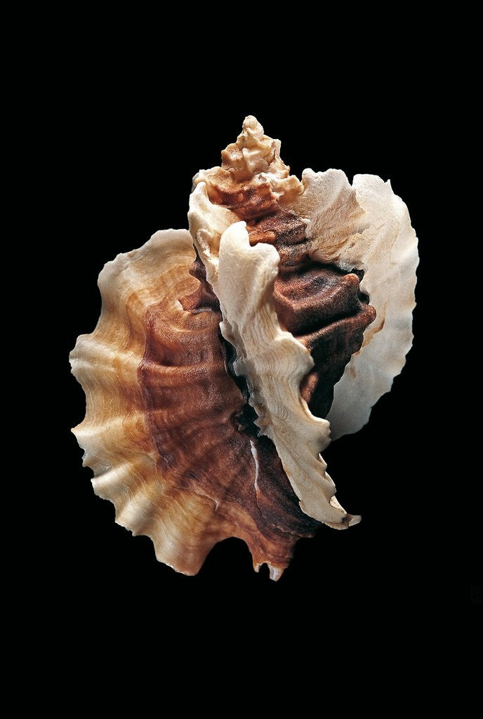 Detail of Ceratostoma foliatum by Anonymous