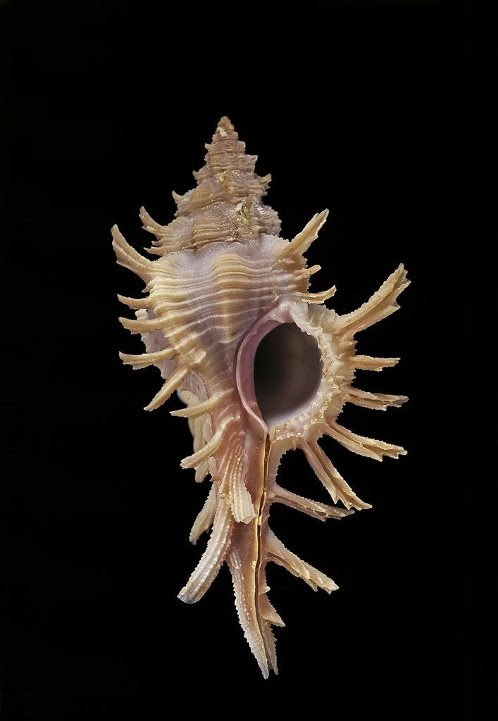 Detail of Chicoreus aculeatus by Anonymous