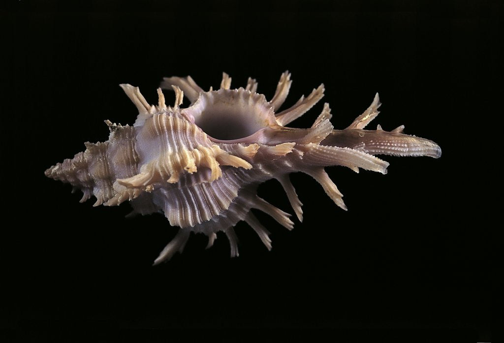 Detail of Chicoreus aculeatus by Anonymous