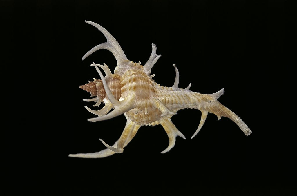 Detail of Chicoreus cervicornis by Anonymous