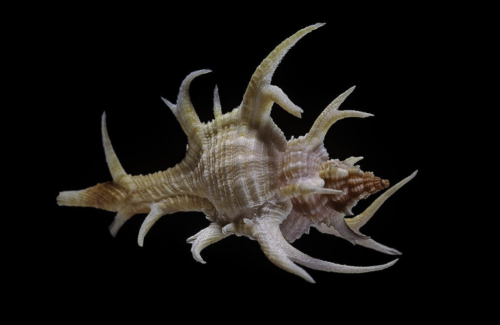 Detail of Chicoreus cervicornis by Anonymous