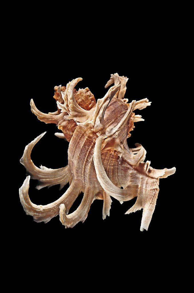 Detail of Chicoreus cornucervi by Anonymous