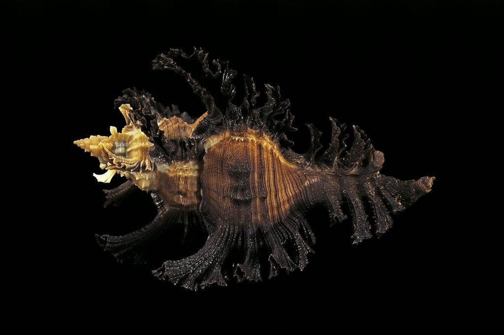 Detail of Chicoreus florifer by Anonymous