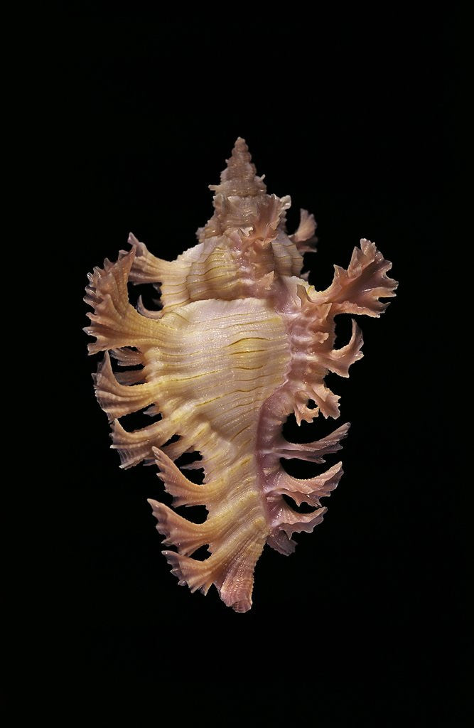 Detail of Chicoreus nobilis by Anonymous