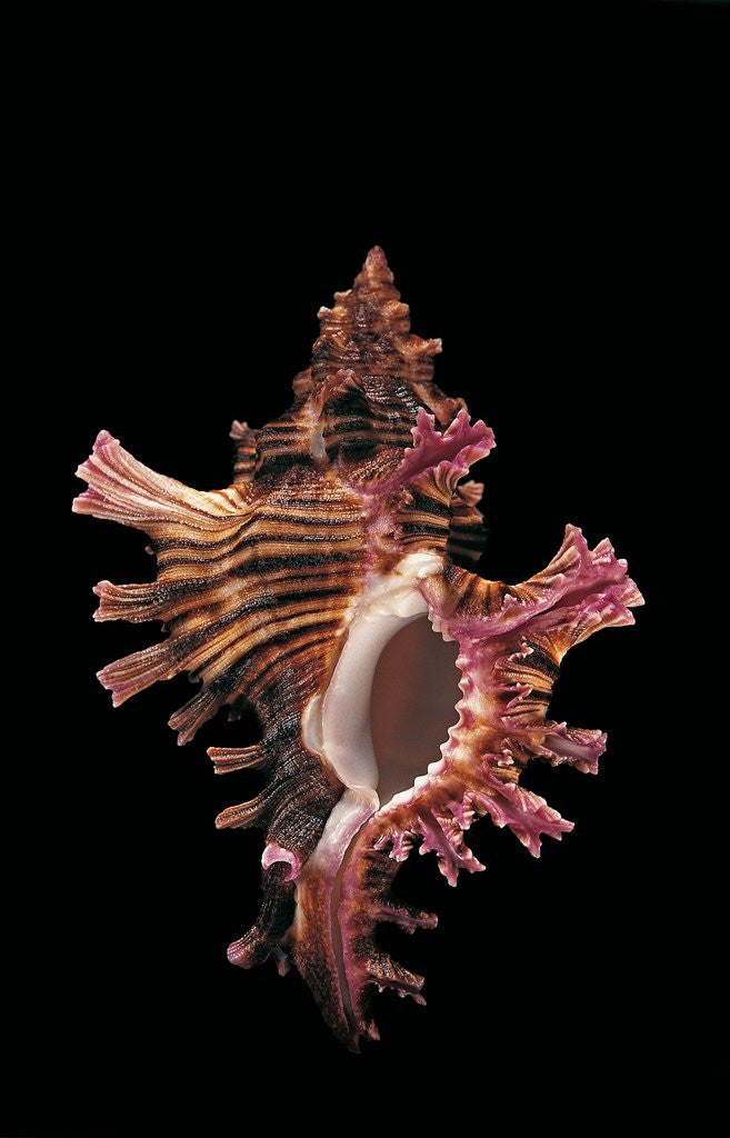 Detail of Chicoreus steeriae by Anonymous