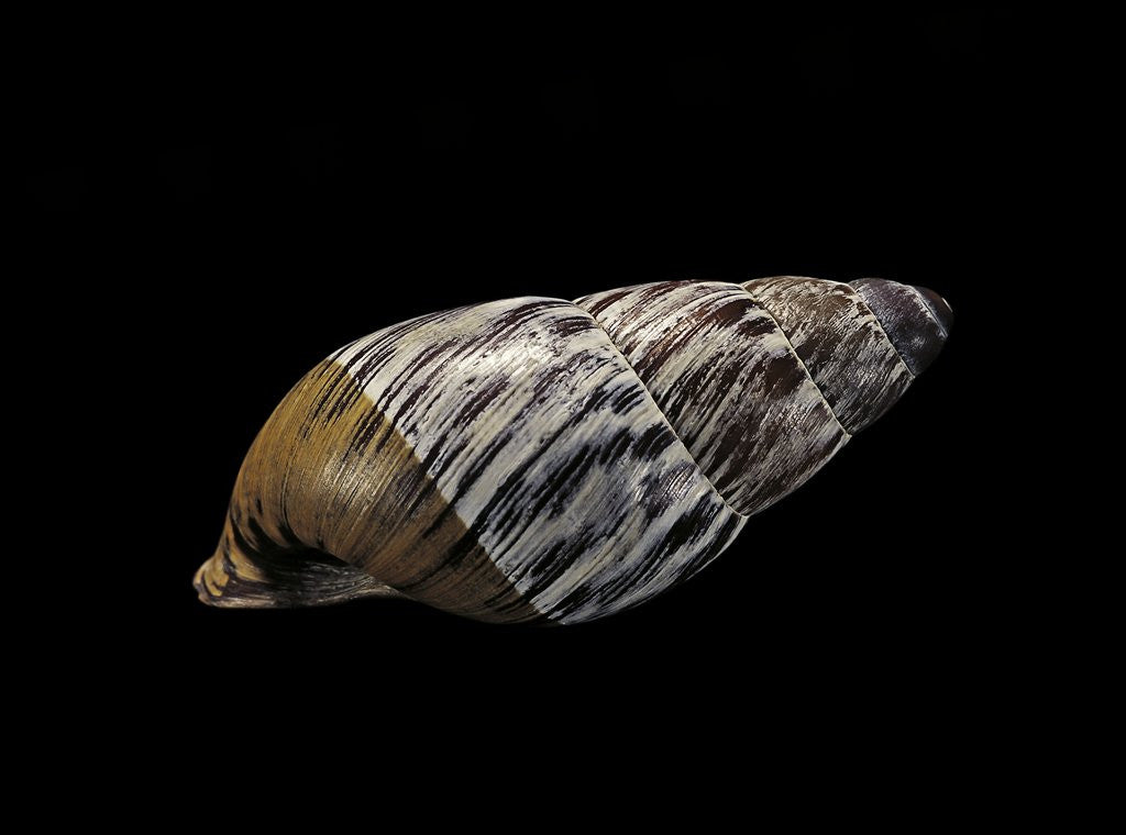 Detail of Chrysallis aspera by Anonymous