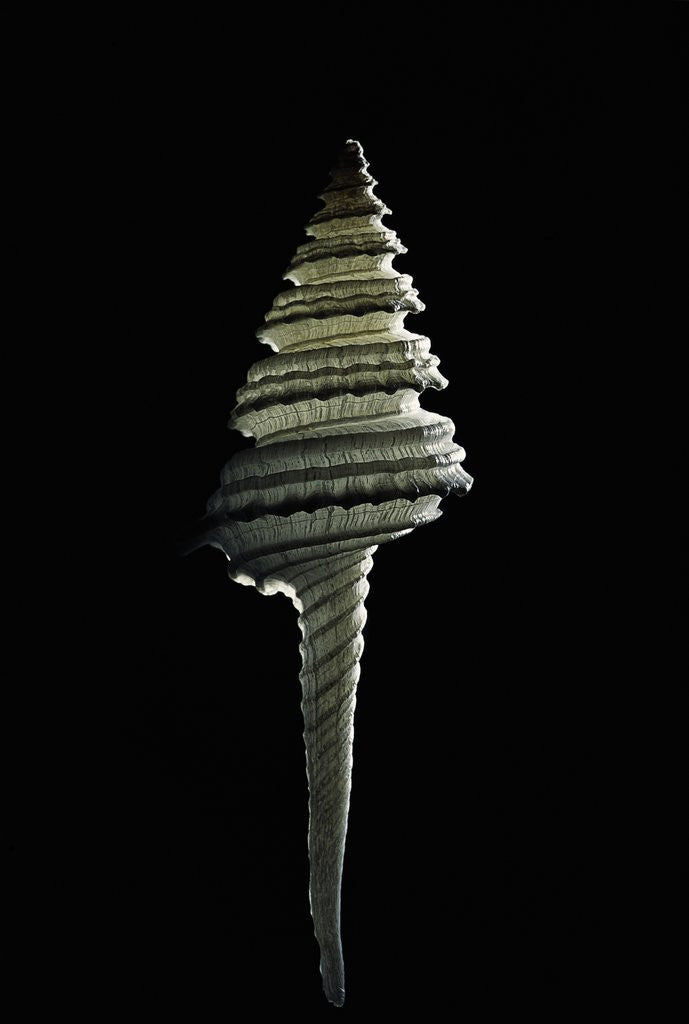 Detail of Columbarium juliae by Anonymous