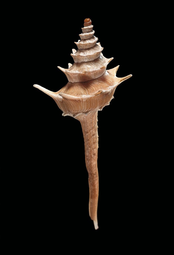 Detail of Columbarium pagoda by Anonymous