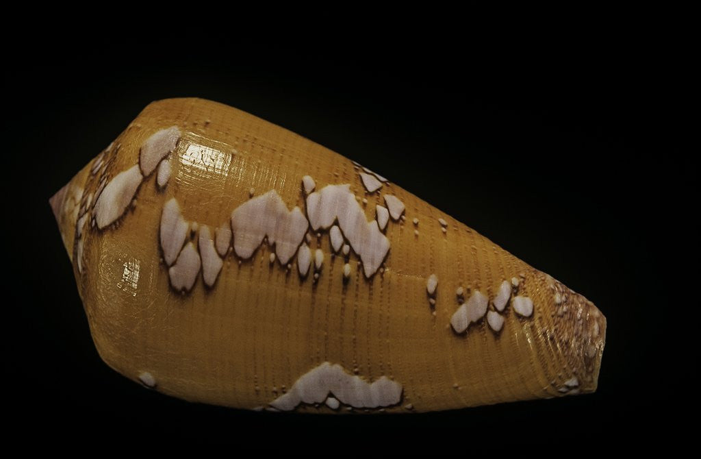 Detail of Conus behelokensis by Anonymous