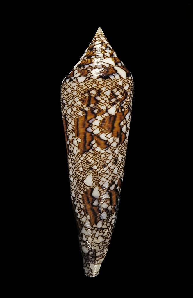 Detail of Conus bengalensis by Anonymous