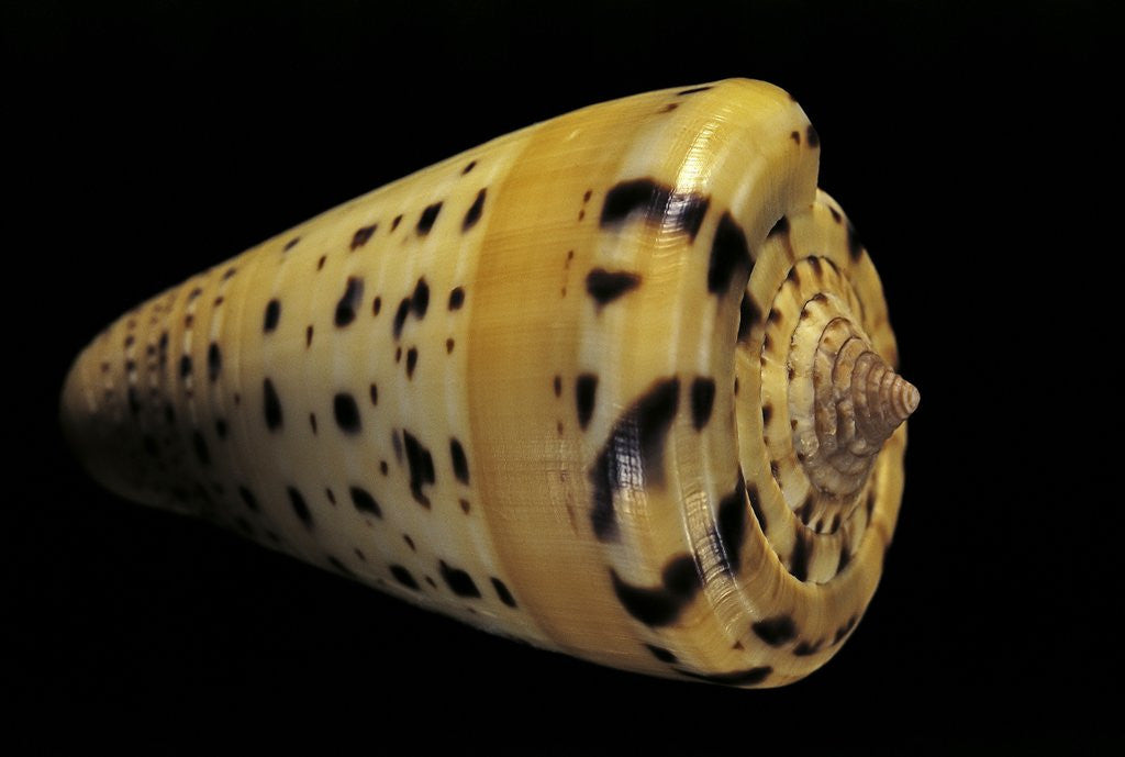 Detail of Conus betulinus by Anonymous