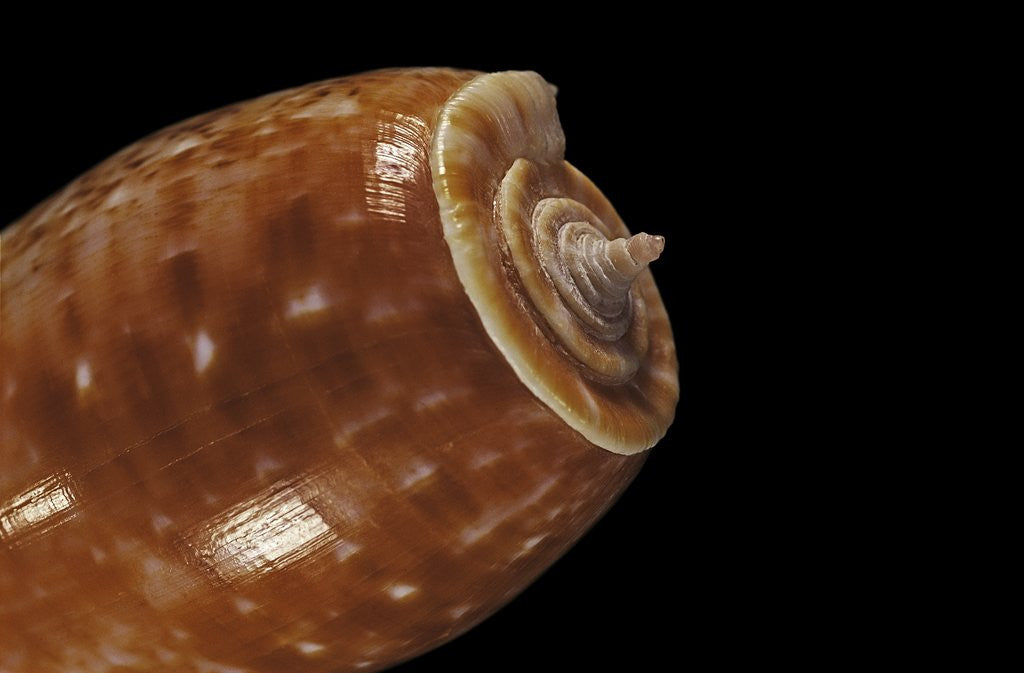Detail of Conus bullatus by Anonymous