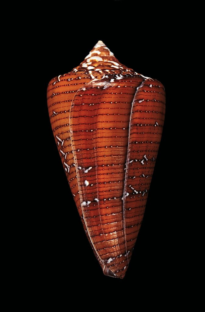 Detail of Conus cedonulli caledonicus by Anonymous