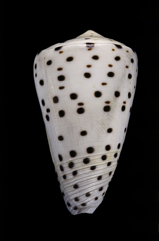 Detail of Conus eburneus by Anonymous