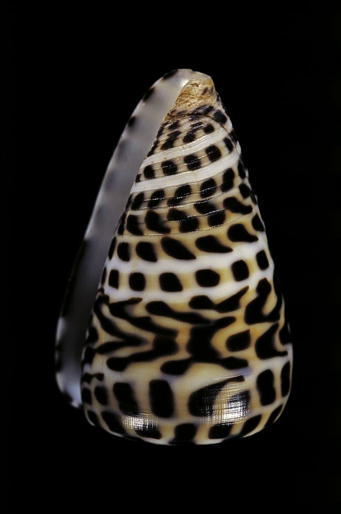 Detail of Conus eburneus polyglotta by Anonymous