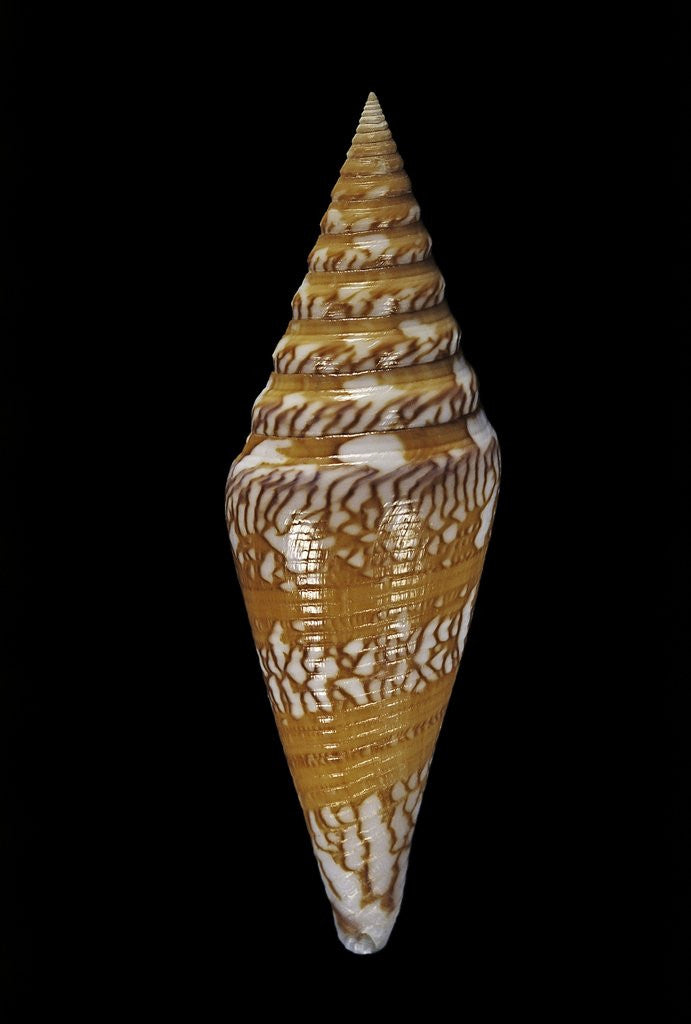 Detail of Conus excelsus by Anonymous