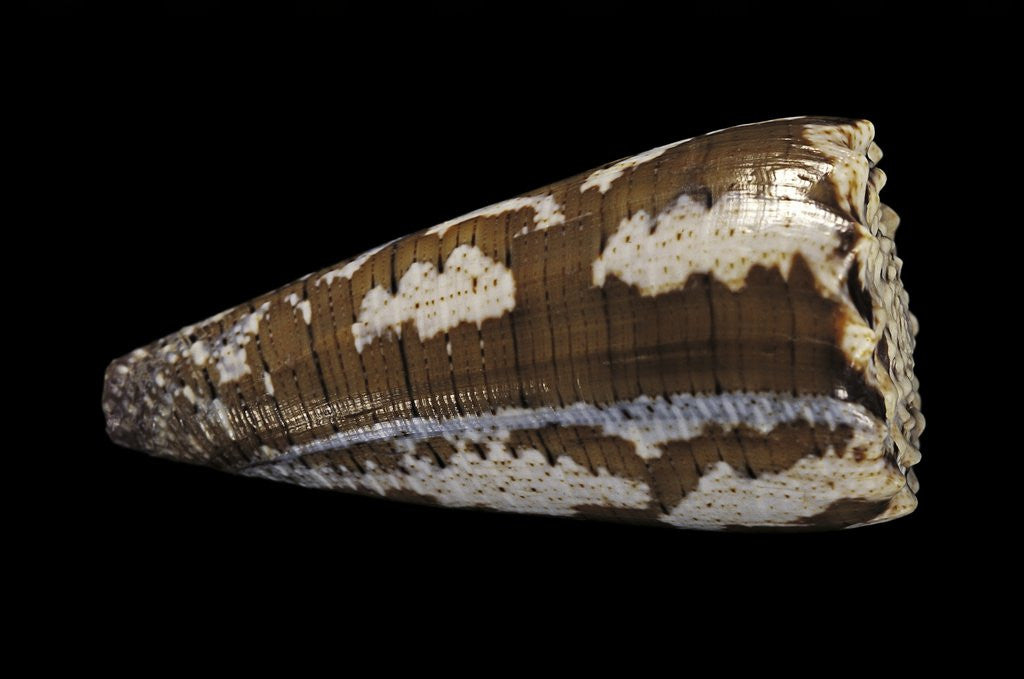 Detail of Conus fuscatus by Corbis