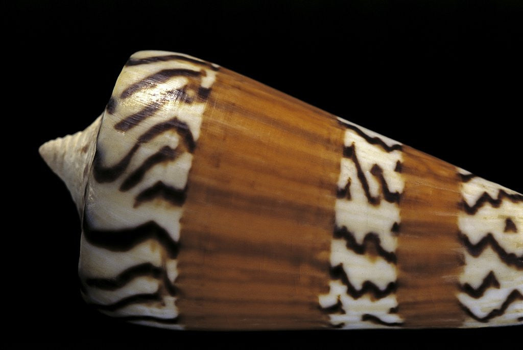 Detail of Conus generalis by Anonymous