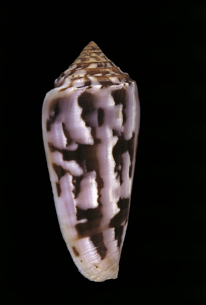 Detail of Conus gubernator by Anonymous