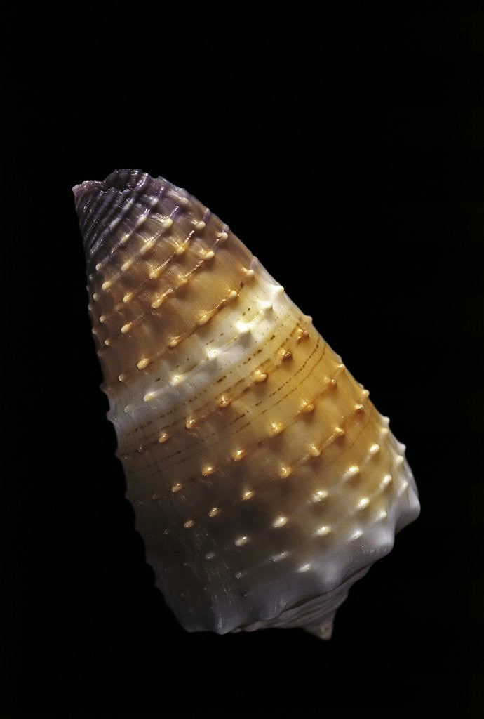 Detail of Conus muriculatus by Anonymous