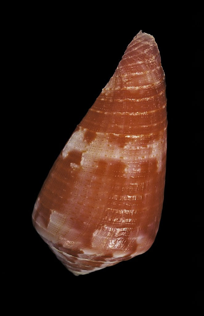 Detail of Conus pertusus by Corbis