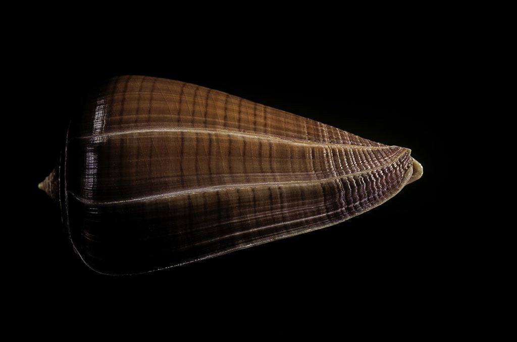Detail of Conus sanguinolentus by Anonymous