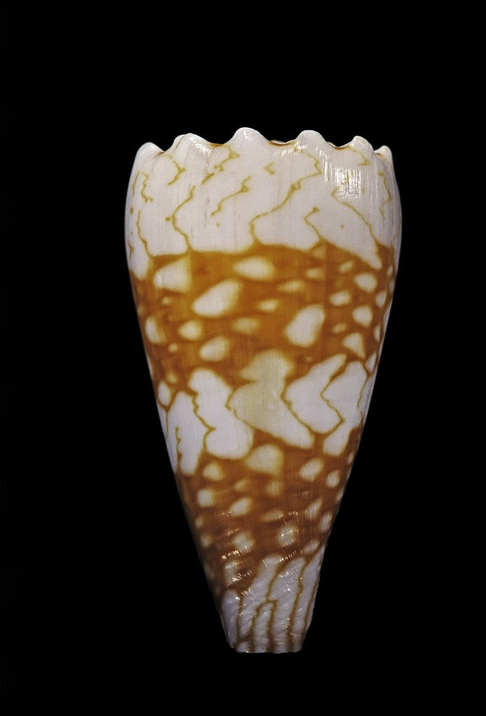 Detail of Conus vidua by Anonymous