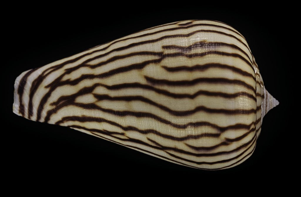 Detail of Conus zebroides by Corbis