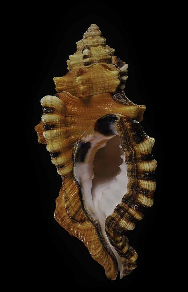 Detail of Cymatium lotorium by Anonymous
