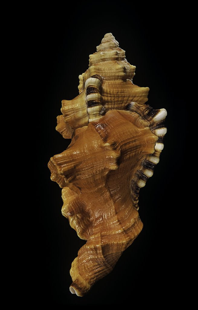 Detail of Cymatium lotorium by Anonymous